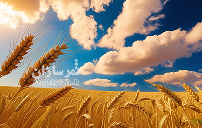 هشت راه کار عالی برای افزایش عملکرد گندم