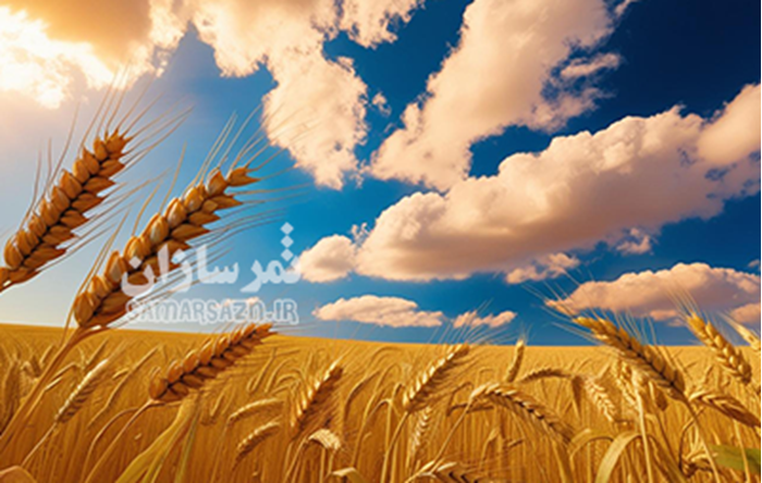 هشت راه کار عالی برای افزایش عملکرد گندم هشت راه کار عالی برای افزایش عملکرد گندم