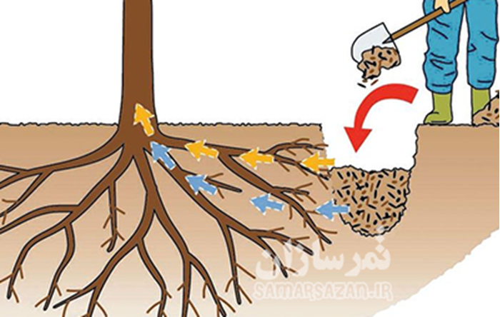 مزایای چالکود در زمستان مزایای چالکود در زمستان