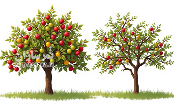 سال آوری یا تناوب باردهی چیست؟ سال آوری یا تناوب باردهی چیست؟