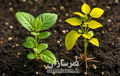 اطلاعات کامل نقش فسفر در رشد گیاهان