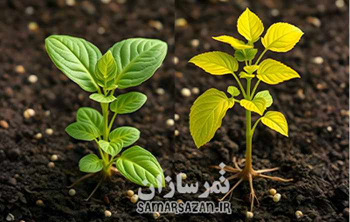 اطلاعات کامل نقش فسفر در رشد گیاهان اطلاعات کامل نقش فسفر در رشد گیاهان