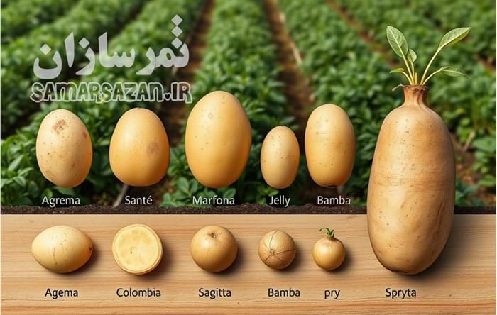 انواع بذر سیب زمینی و ویژگی آنها انواع بذر سیب زمینی و ویژگی آنها