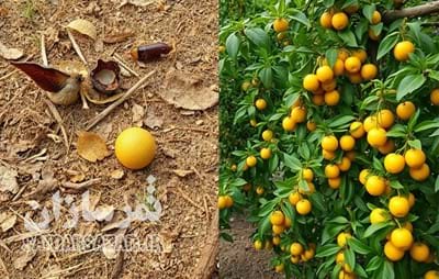 علائم کمبود عناصر و کودهای پیشنهادی برای باغات