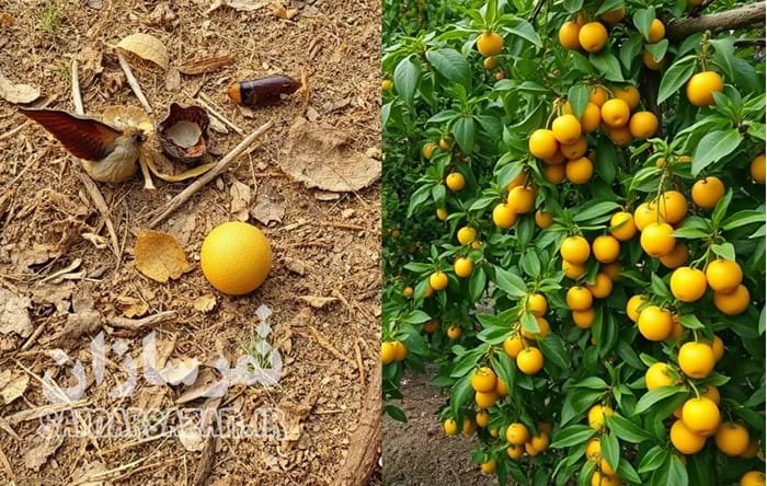 علائم کمبود عناصر و کودهای پیشنهادی برای باغات علائم کمبود عناصر و کودهای پیشنهادی برای باغات